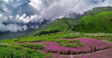 a picture of valley of flowers