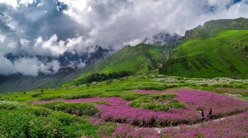 a picture of valley of flowers